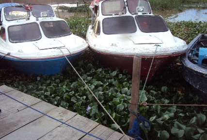 Boats beside a shoreline with water hyacinth vegetation.