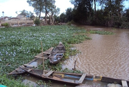 Water hyacinth growing across the surface of a waterway.