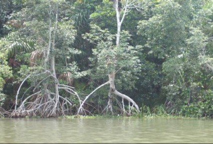 Environmental Pollution Management